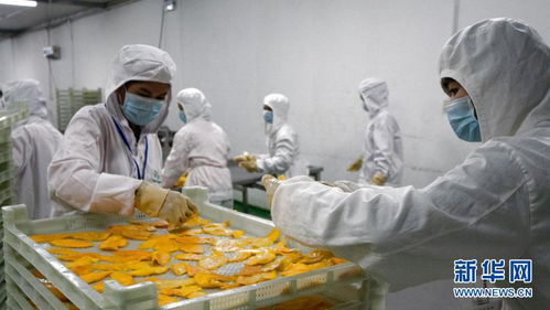 小芒果里的“大商機(jī)” 中國為柬埔寨農(nóng)產(chǎn)品出口開辟廣闊新天地