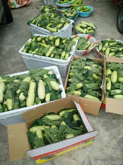 洪雅農(nóng)旅康養(yǎng)項(xiàng)目喜迎首季大豐收，生態(tài)農(nóng)園產(chǎn)業(yè)園奏響鄉(xiāng)村振興新樂章